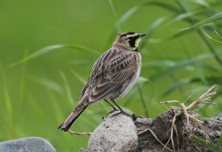 Horned Lark jh2g