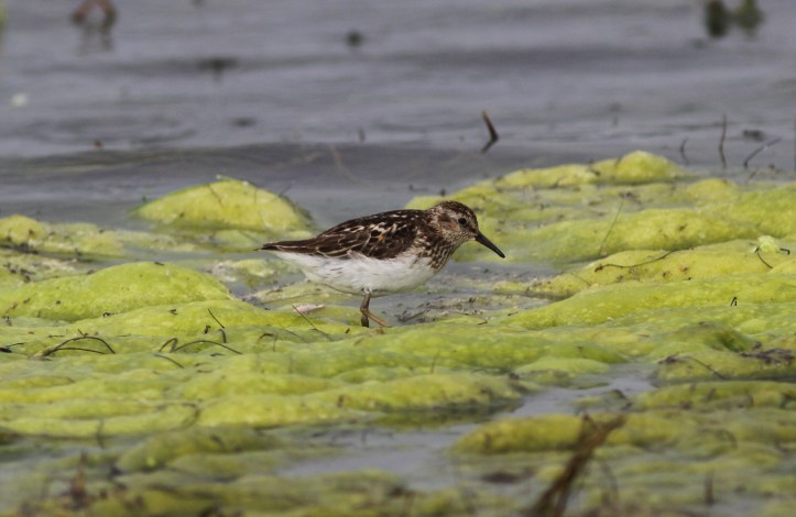 Least Sandpiper 6g