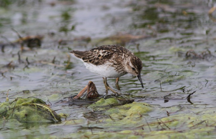 Least Sandpiper 89