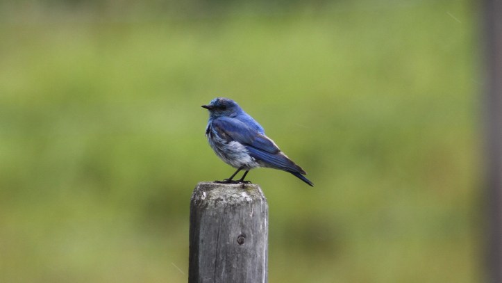 Mountain Bluebird 67j3