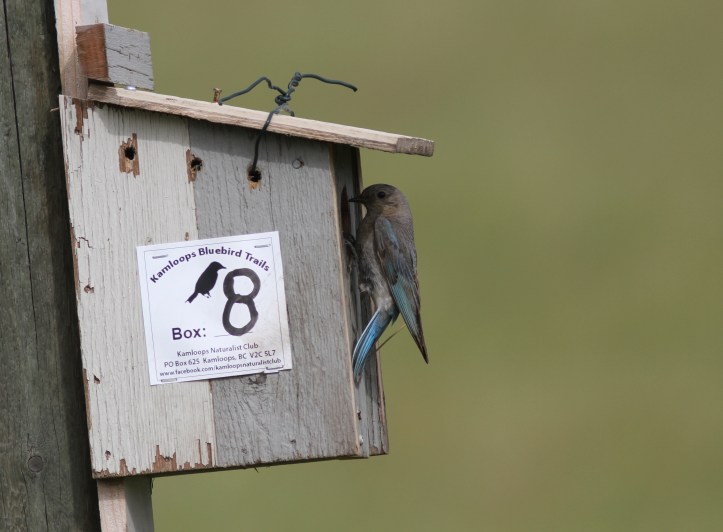 Mountain Bluebird tfgjh3g