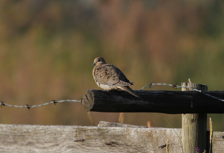 Mourning Dove 367gh3