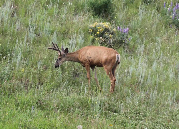 Mule Deer 4be