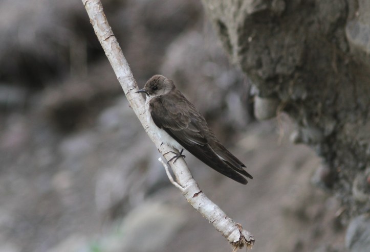 Northern Rough-winged Swallow 89090yu2g