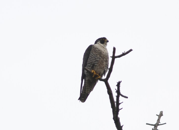 Peregrine Flacon 76uj2 (2)g