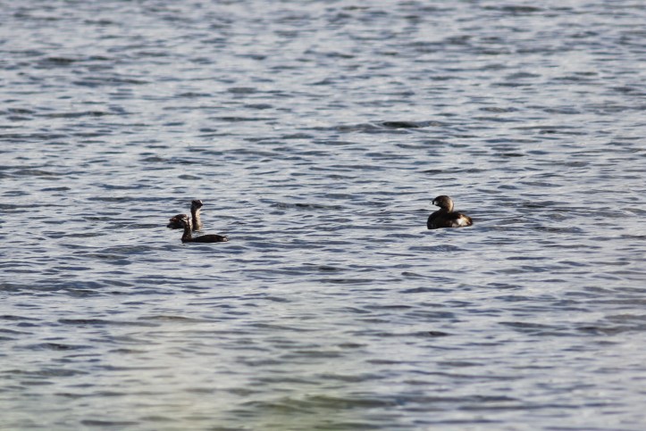 Pied-billed Grebe 2sng