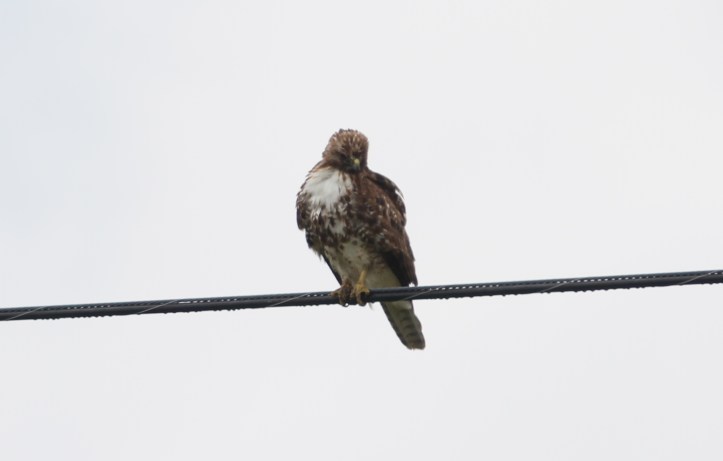 Red-tailed Hawk 89k2xx