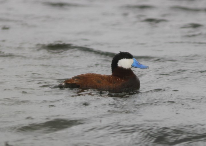 Ruddy Duck 67fg2