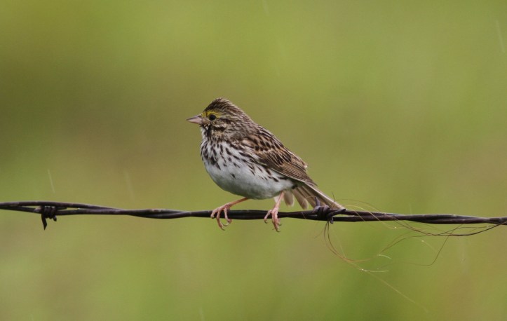 Savannah Sparrow 67hg3