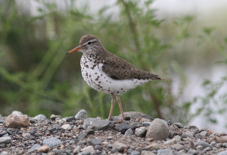 Spotted Sandpiper 4bds