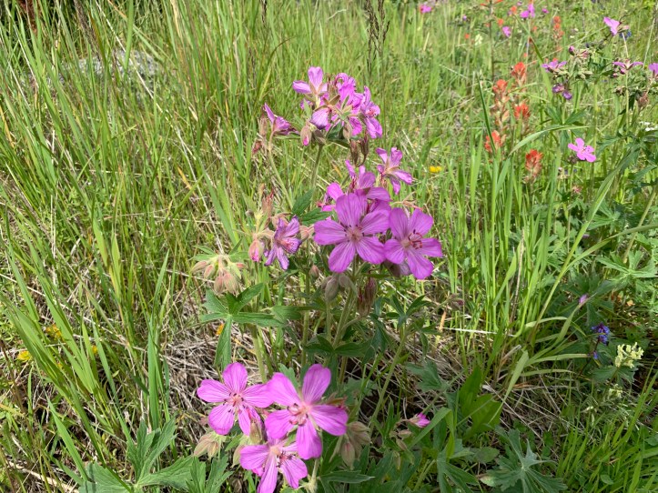 Sticky Geranium