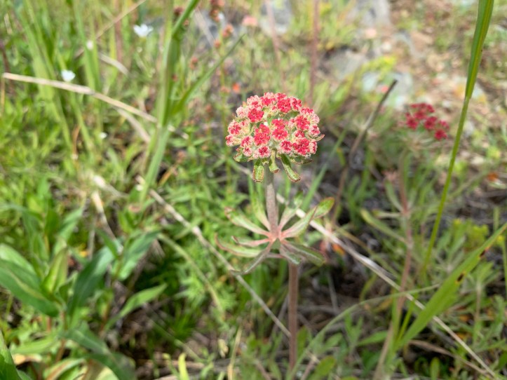 Sulphur-flower Buckwheat