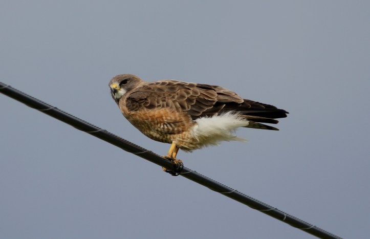 Swainson's Hawk 6bdg