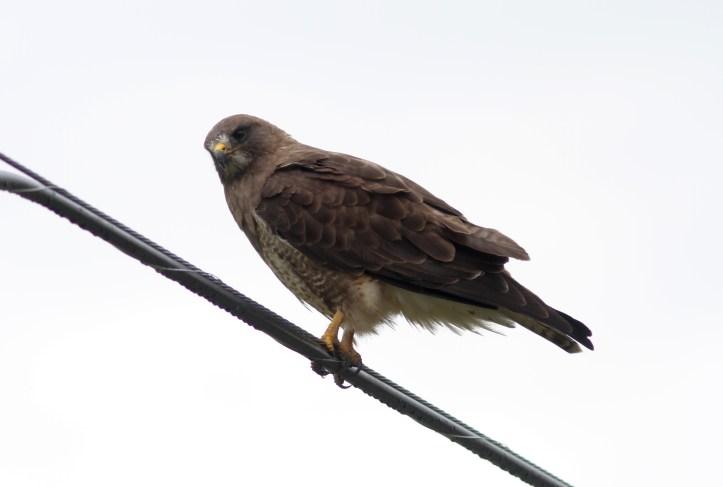Swainson's Hawk 78o2