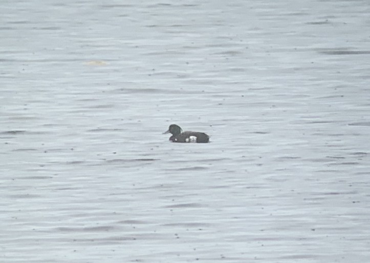 Tufted Duck 72