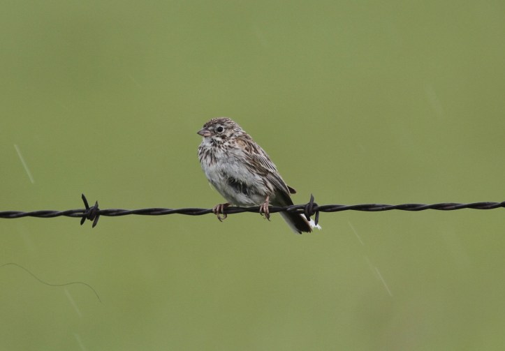 Vesper Sparrow 78k2