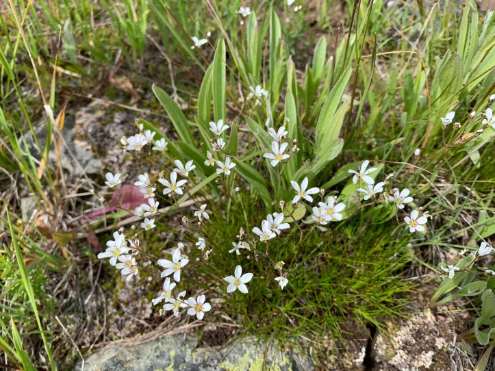 Western Spring Beauty