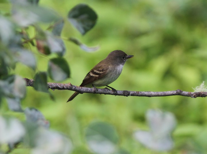 Willow Flycatcher 8kl2