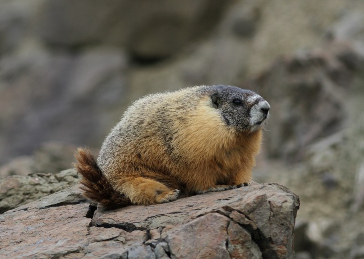 Yellow-belloied Marmot gfj2g