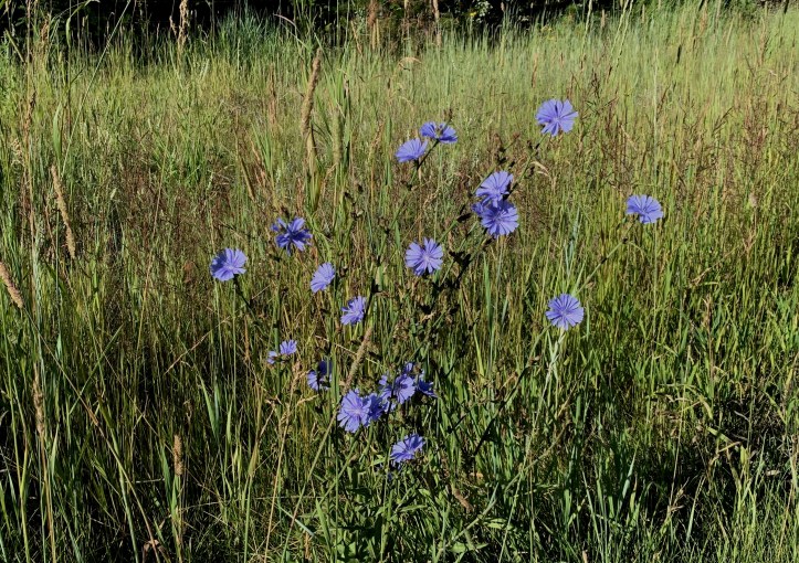 Chicory (1)