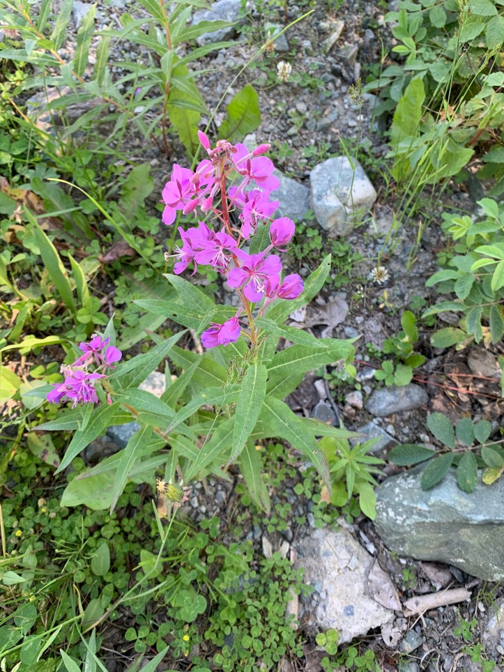 Fireweed (2)