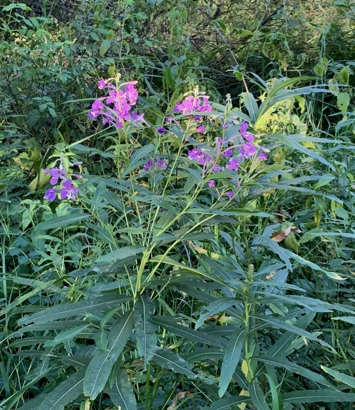 Fireweed