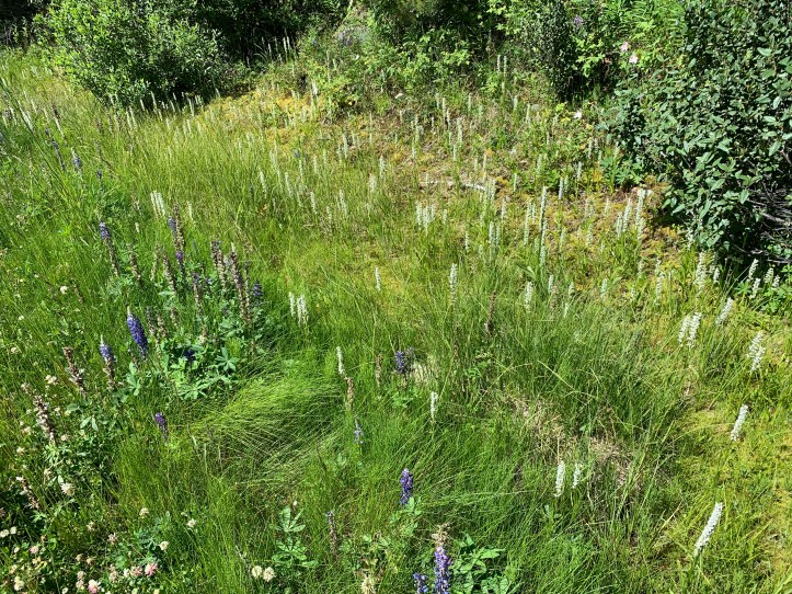Fragrant White Bog-Orchid