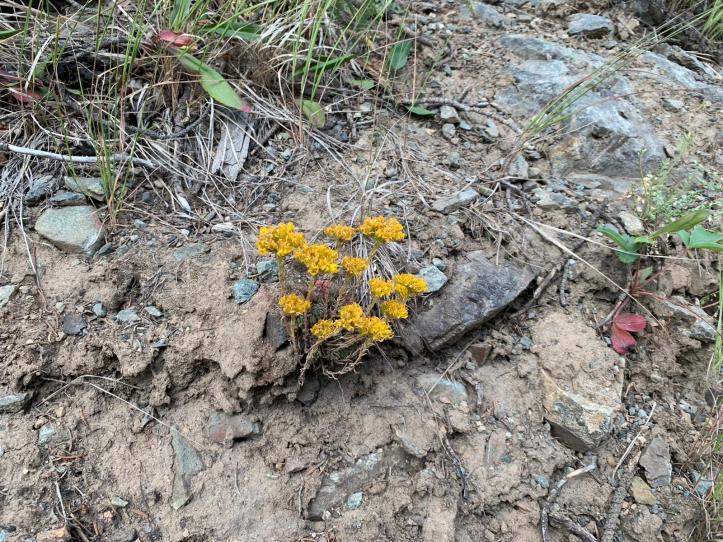 Lance-leaved Stonecrop 65g