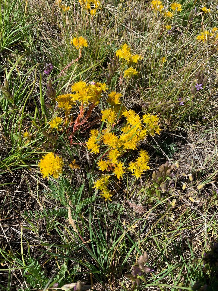 Lance-leaved Stonecrop
