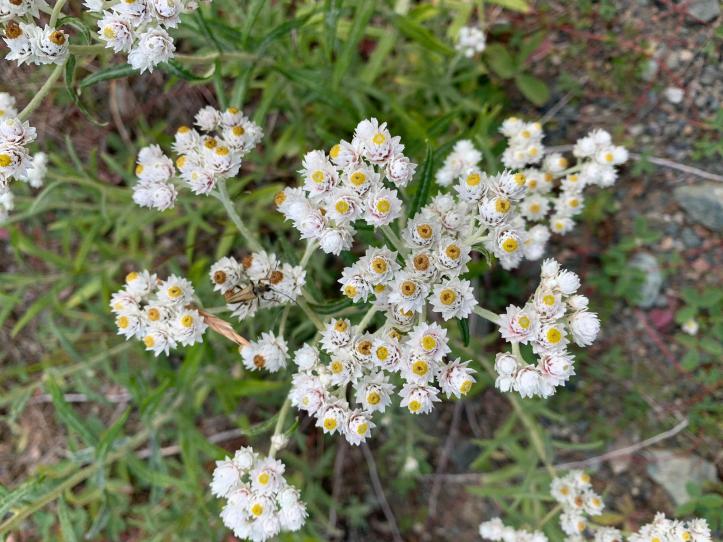 Pearly Everlasting 3 (1)