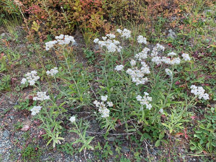 Pearly Everlasting 3 (4)