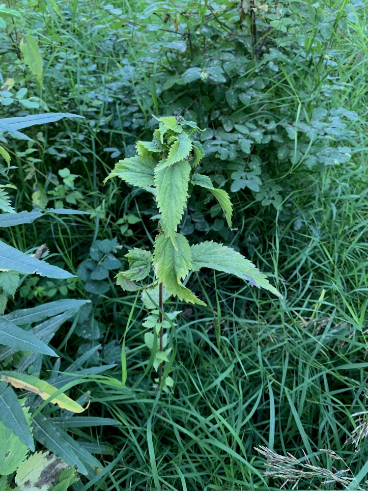 Stinging Nettle (2)