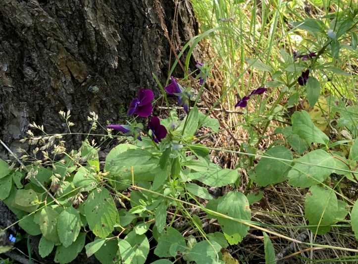 Wild Pansy (2)