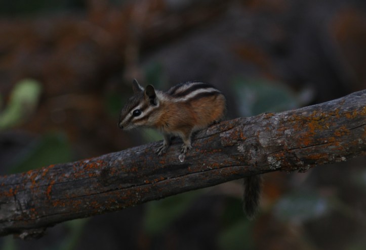 Yellow-pine Chipmunk ghj2