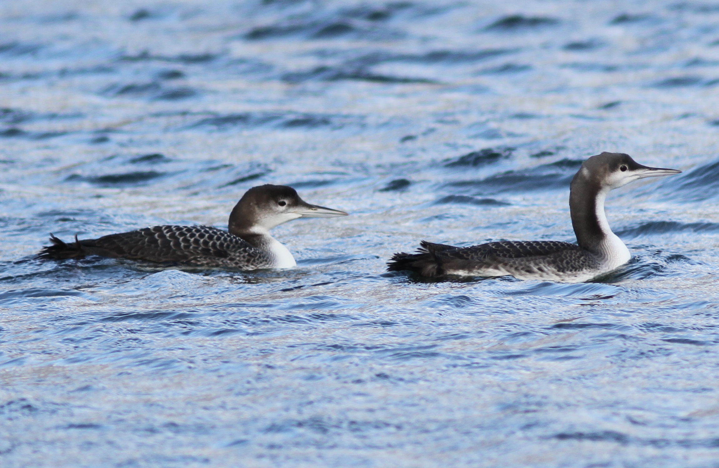 Common / Pacific Loon Comparison