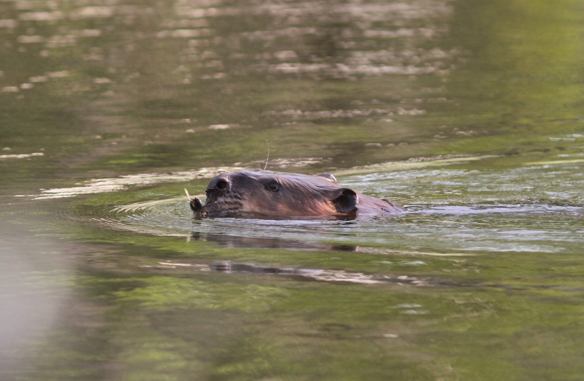 Beaver and Muskrat Comparison