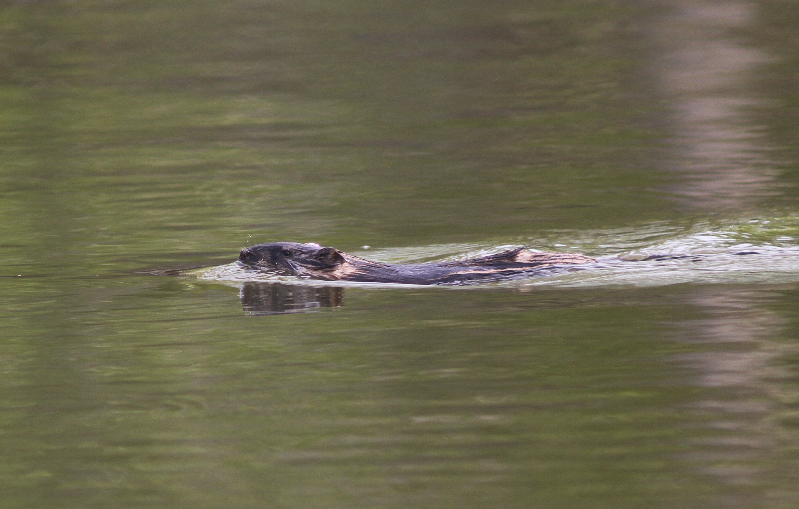 Beaver and Muskrat Comparison