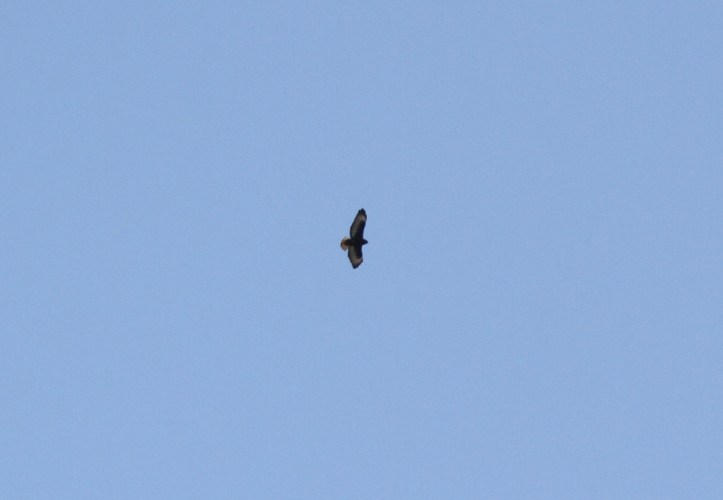 Raptor Migration Watchpoint Birding April 5, 2021