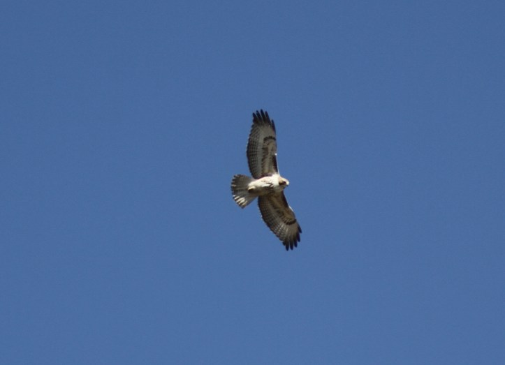 Raptor Migration Watchpoint Birding April 5, 2021