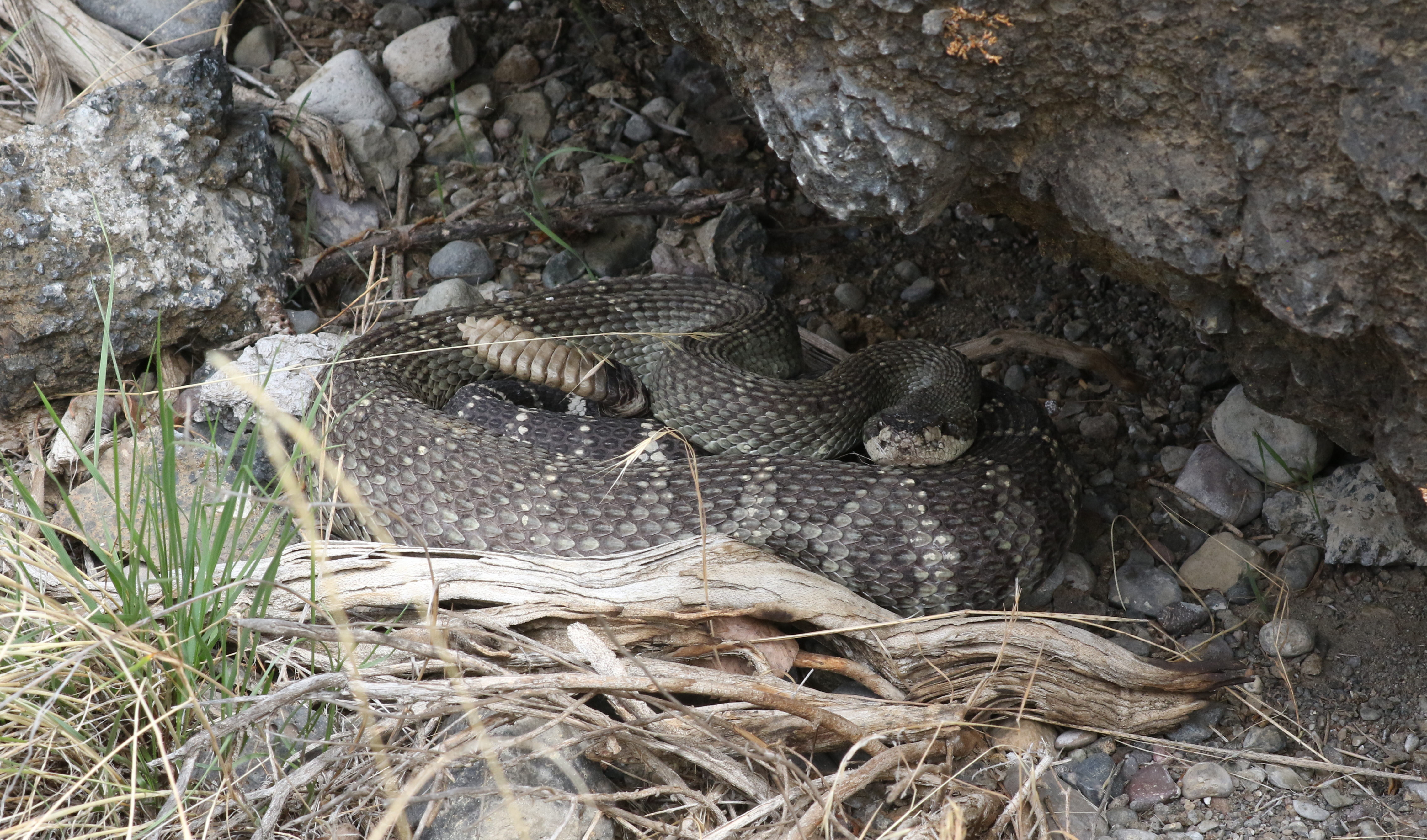 Northern Rattle Northern Pacific Rattlesnake Kamloops, BC Sept. 13, 2024